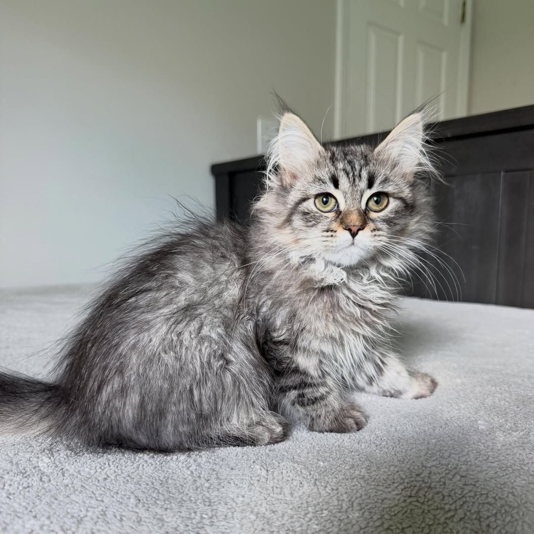 Serah Siberian kitten playing