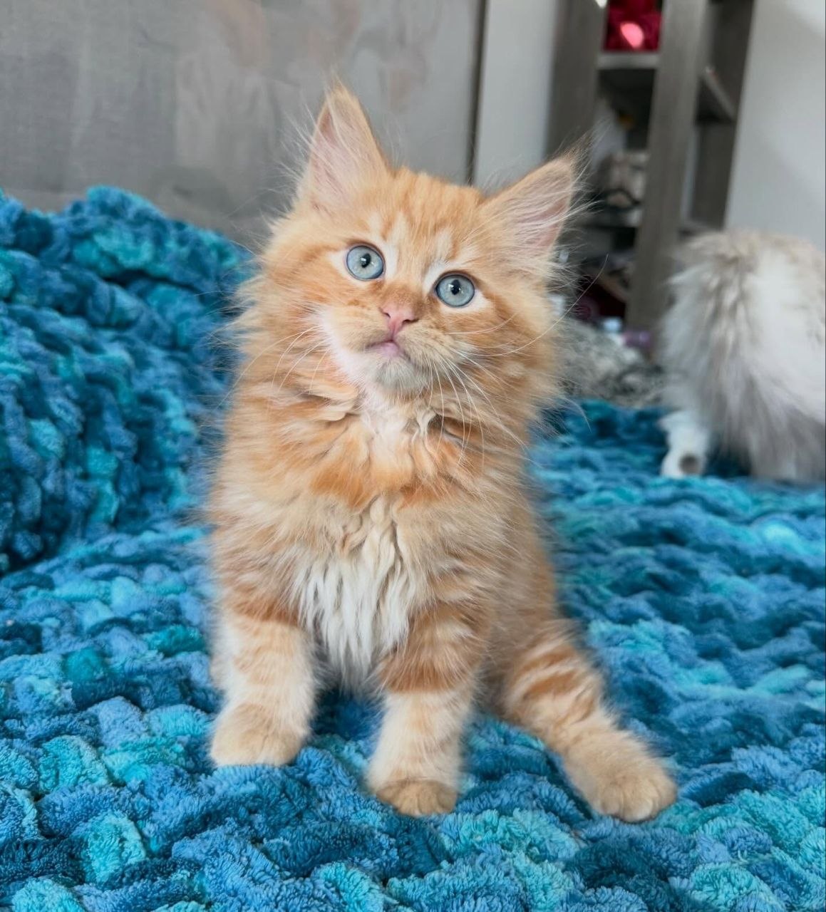 Serah Siberian kitten