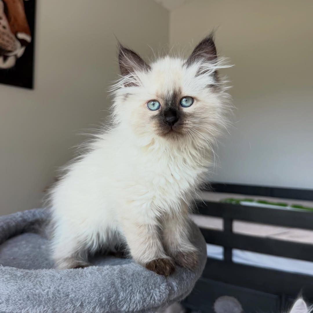 Serah Siberian kitten resting