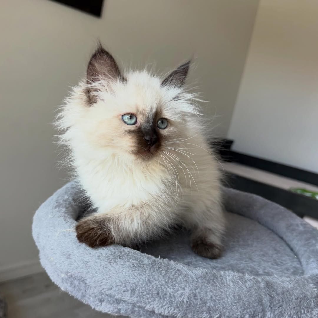 Serah Siberian kitten portrait